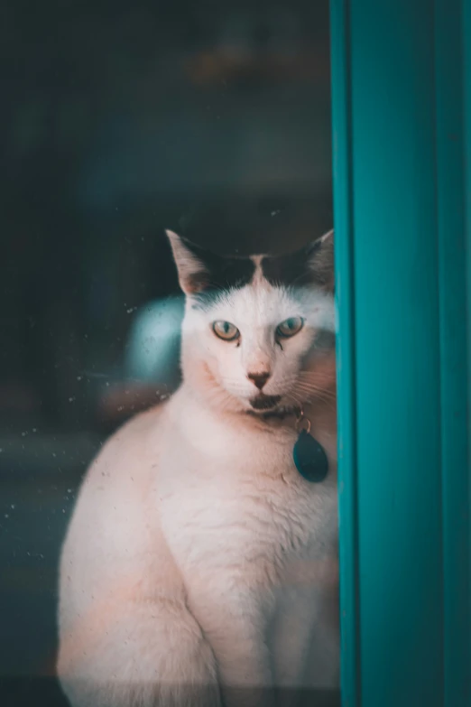 the cat is sitting by a green door