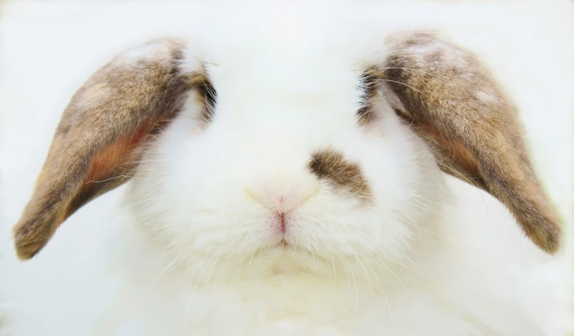 a rabbit sitting in a white and tan spot