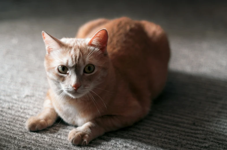 an orange cat laying on the ground with his head close to the camera