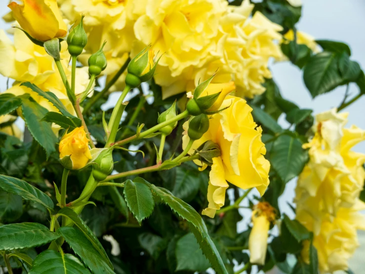 yellow roses are blooming next to each other