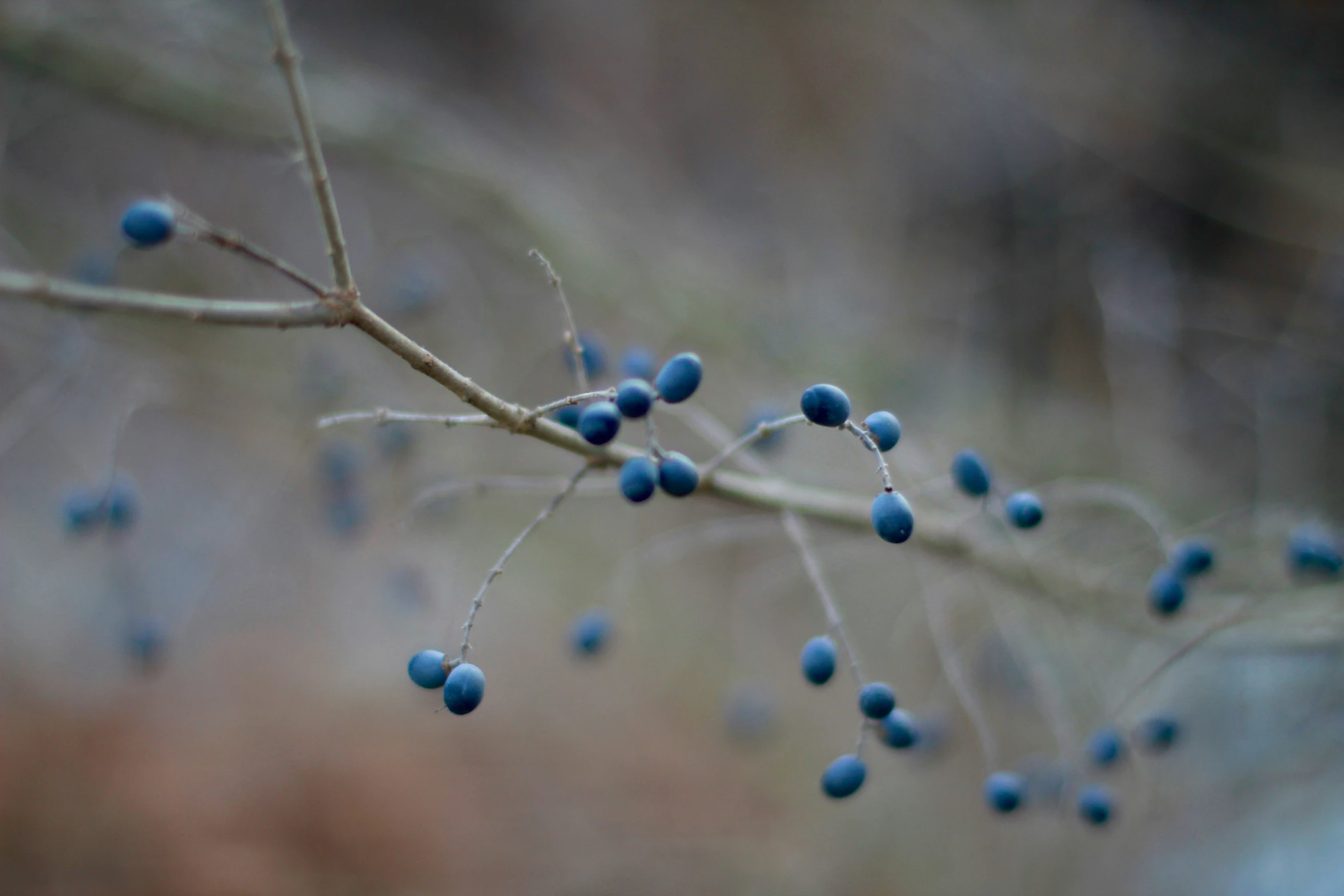 blue berries hang from a plant nch