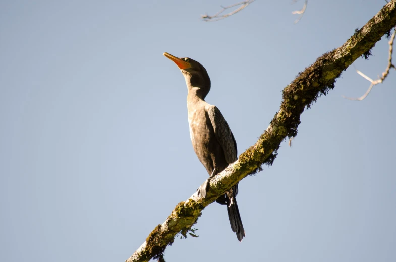 a bird is perched on a nch in the sun