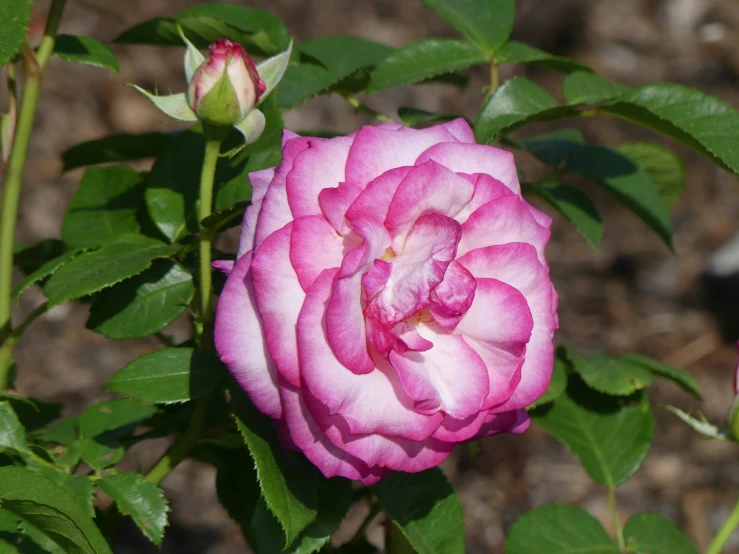 a pink rose flower budding in the garden