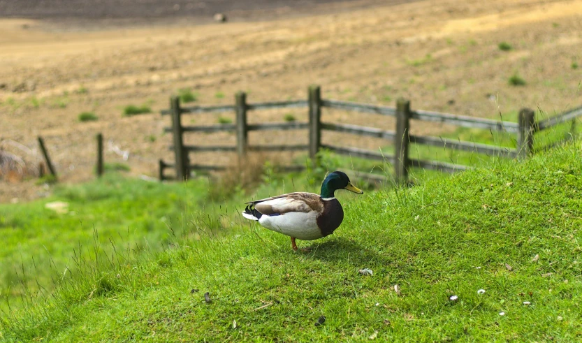 a duck walking across a lush green grass covered field