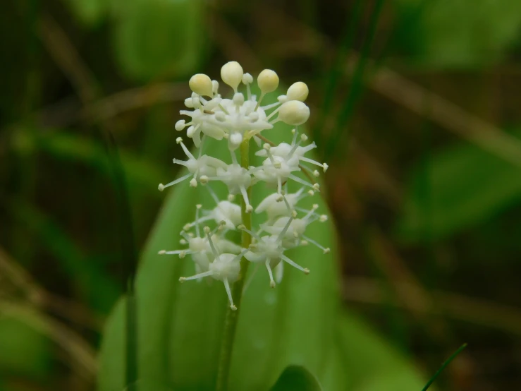 a close - up image of a white plant in the grass