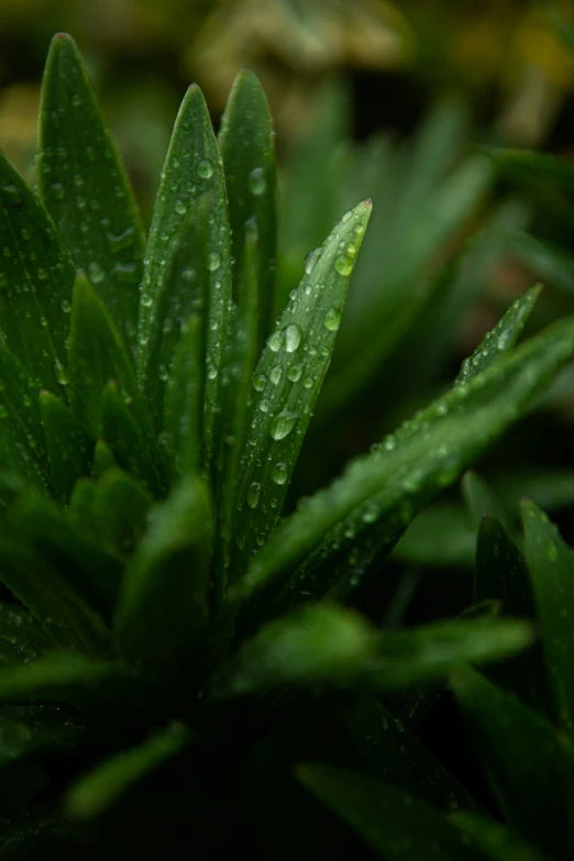 a close - up of a leaf of some sort, with water droplets