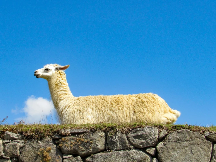 the llama is resting on top of a rocky ledge