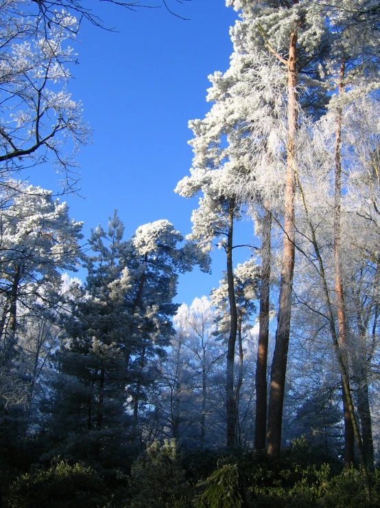 a forest full of white frost covered trees