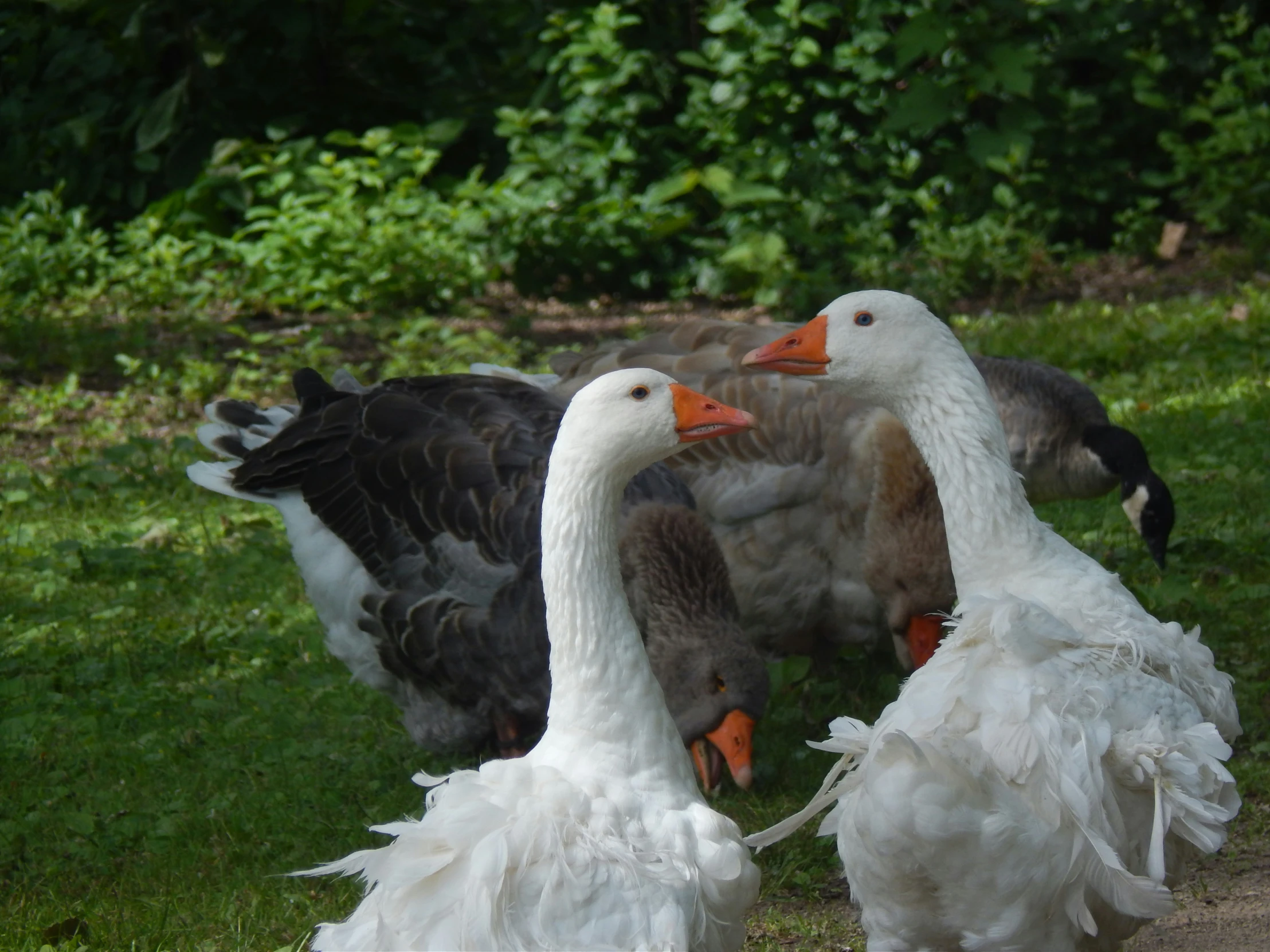 three geese walk through a grassy area near the woods