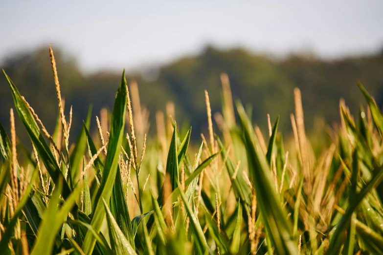 the grass is tall and green with a blue sky in the background