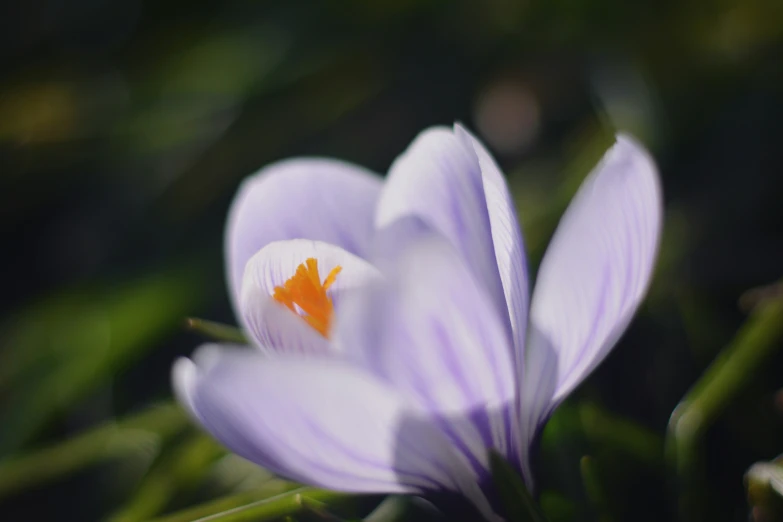 a small purple flower with orange stamen and green leaves