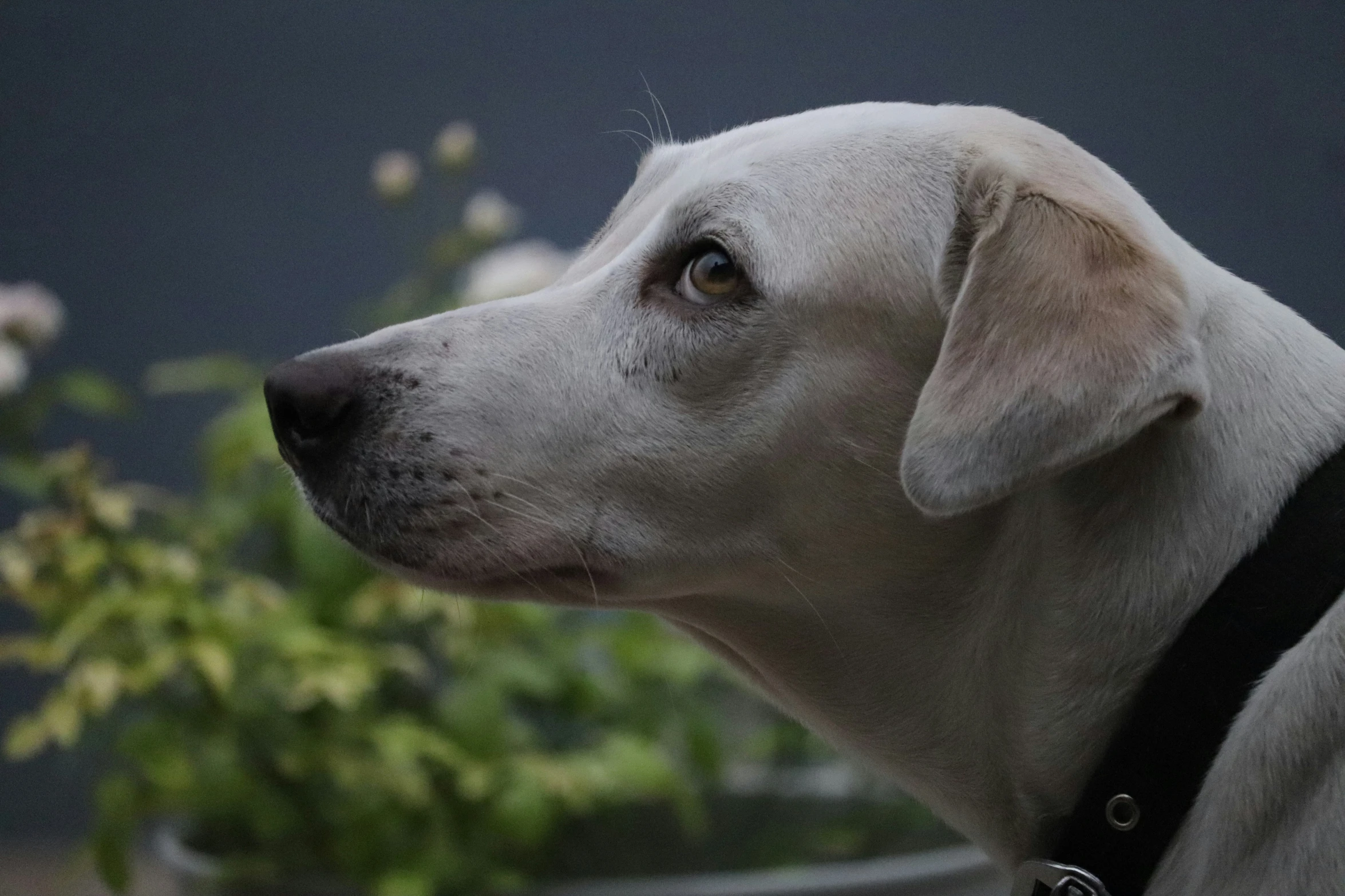 a white dog with a black collar looking up