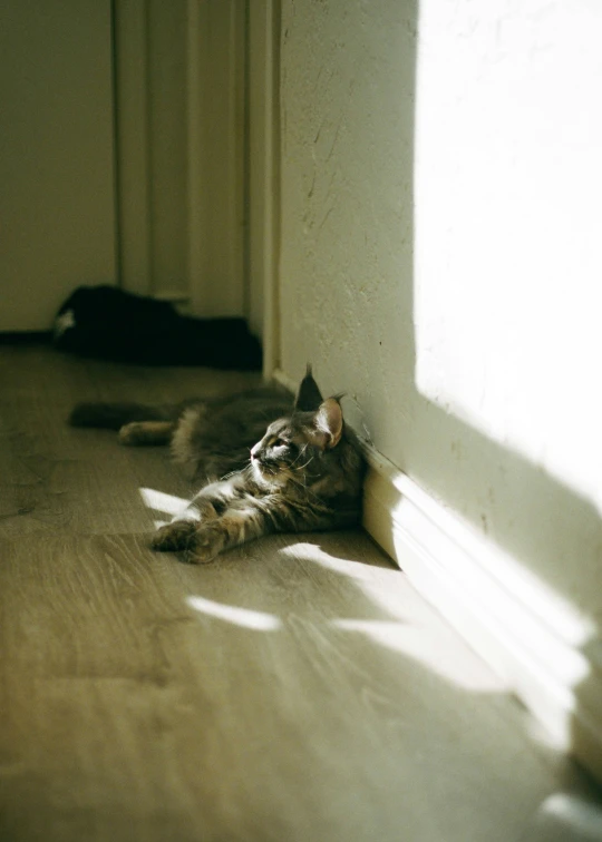 a cat that is laying on the ground