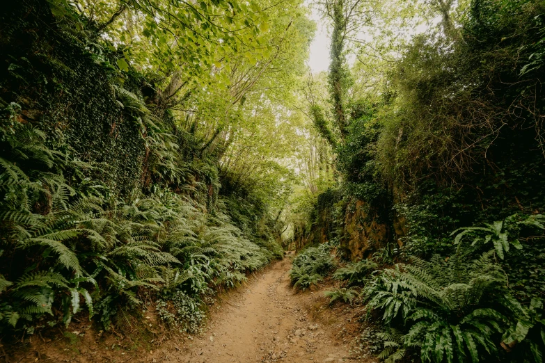 the dirt path leads through a group of dense greenery