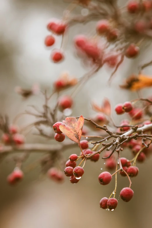 berries hang from nches on a tree nch