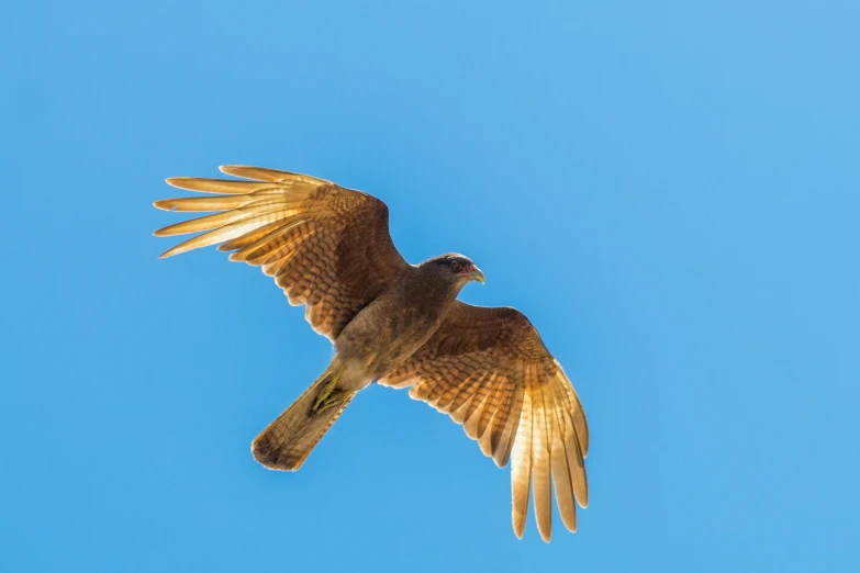 a brown bird flying through the sky on a clear day