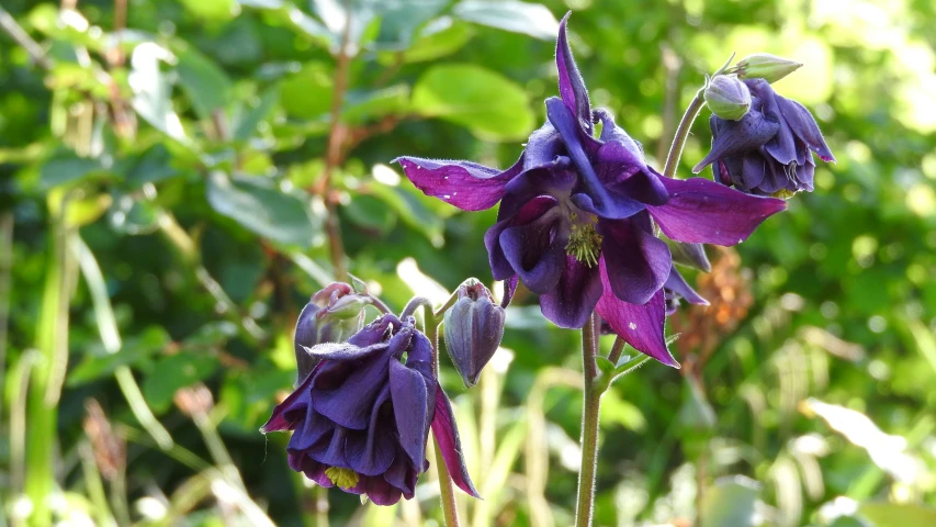 two purple flowers grow near some leaves