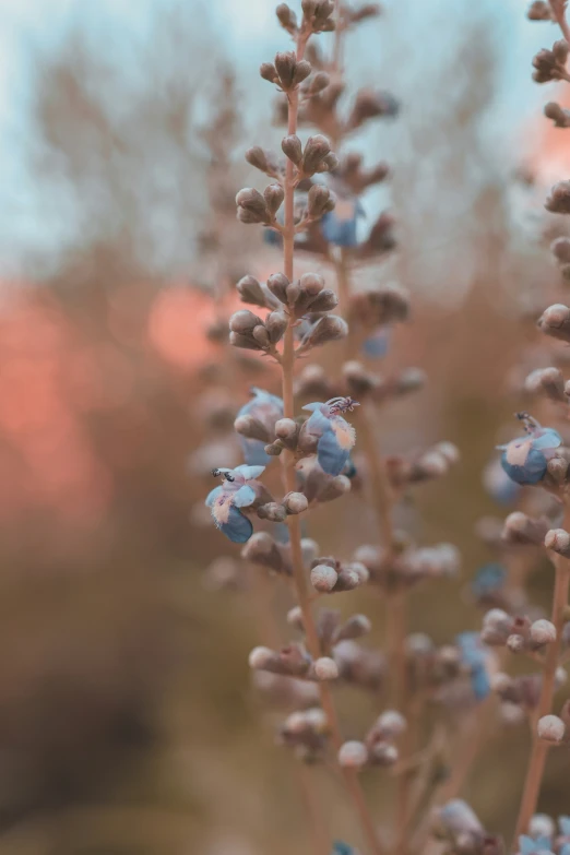 flower buds against the background of sunset light