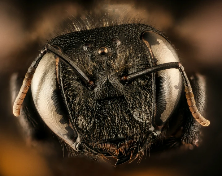 a fly insect with its eyes open