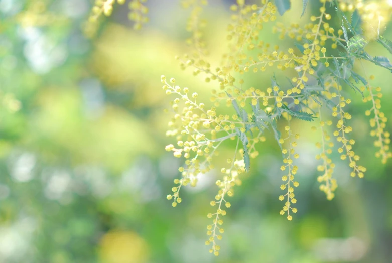 some kind of tree nch with yellow blossoms