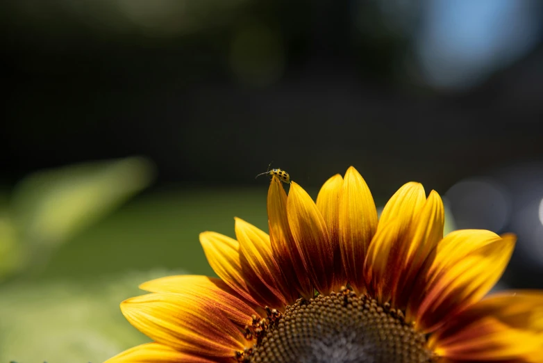 the back end of a sunflower with a bug in it