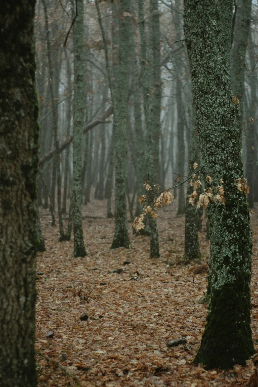 trees, leaves and a few nches stand in a wooded area