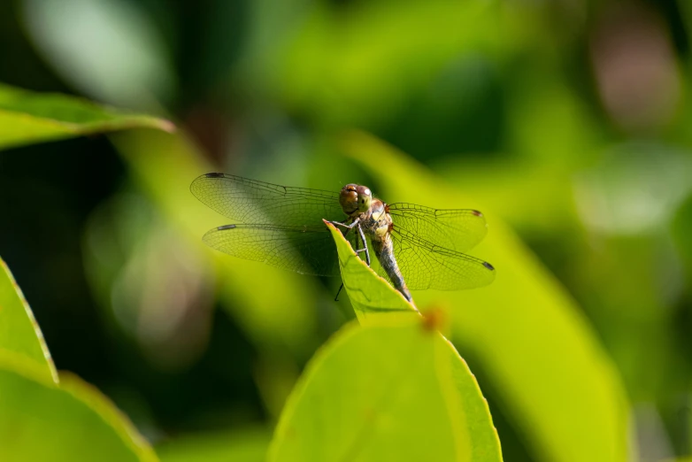 a close up of a dragon fly sitting on a leaf