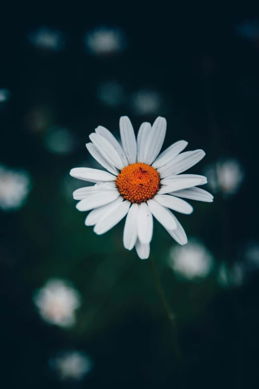 a close up of a daisy flower with a blurry background