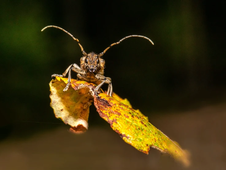 a bug on a leaf in the woods