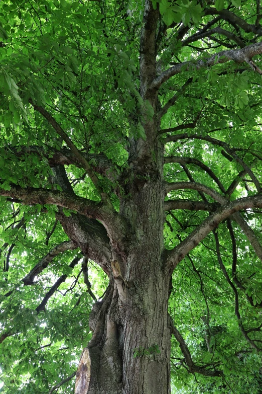 an old tree with two animals in the shade