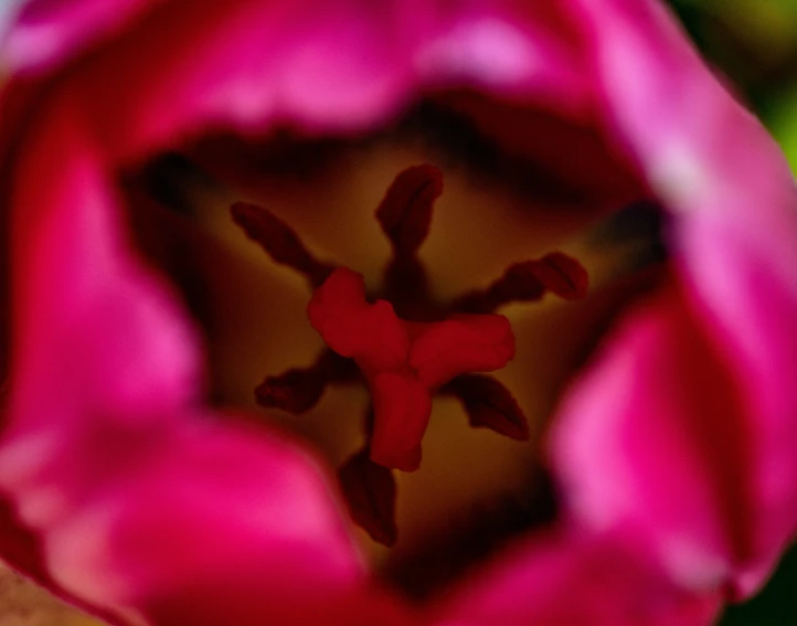 the inside of a pink tulip has a red and brown center