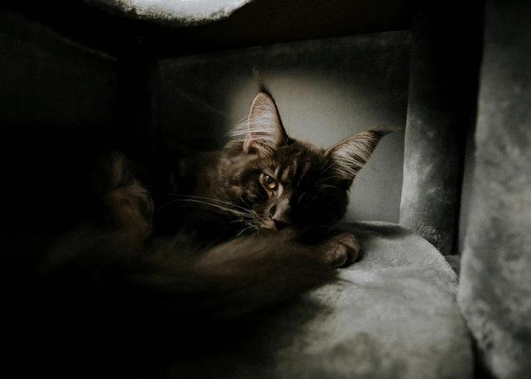 a cat that is laying down on a pillow