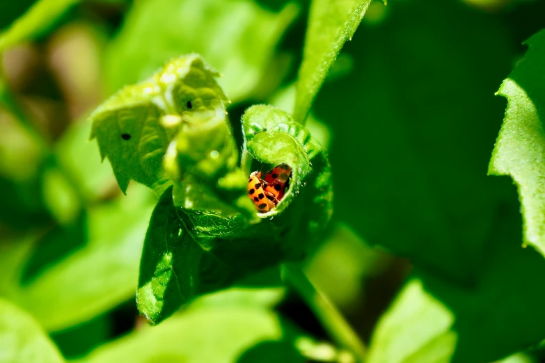 a little bug that is on some green leaves