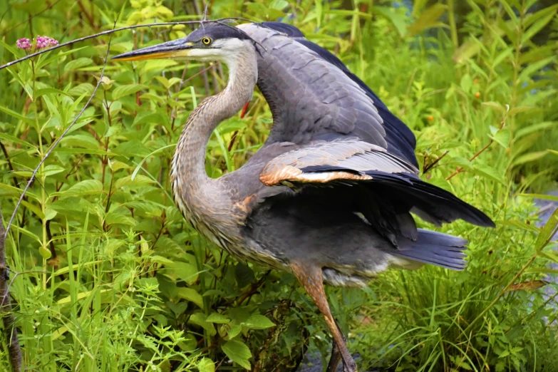 the heron is standing still among the lush green plants