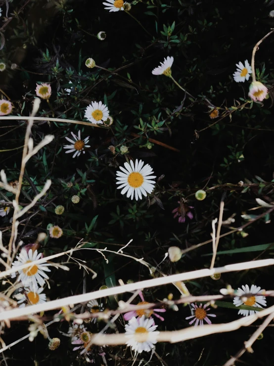 many flowers with green stems and leaves in the background