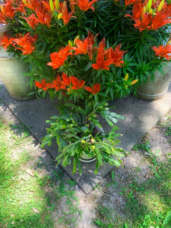 a big bush of orange flowers growing out of a pot