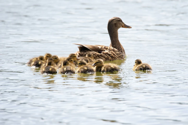 an adult duck is standing above several ducklings in the water