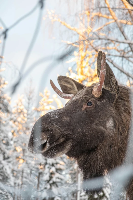 a large moose is standing in the woods