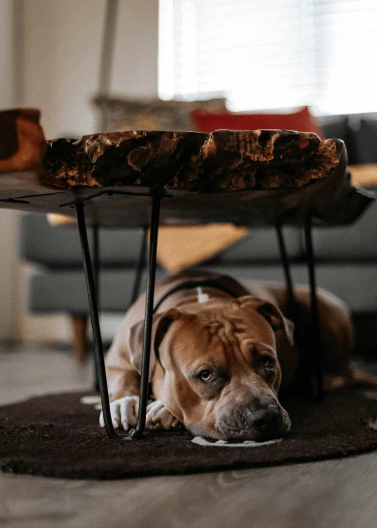 the dog is lying on the carpet under the table