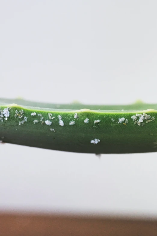 a green cucumber with white flowers on it