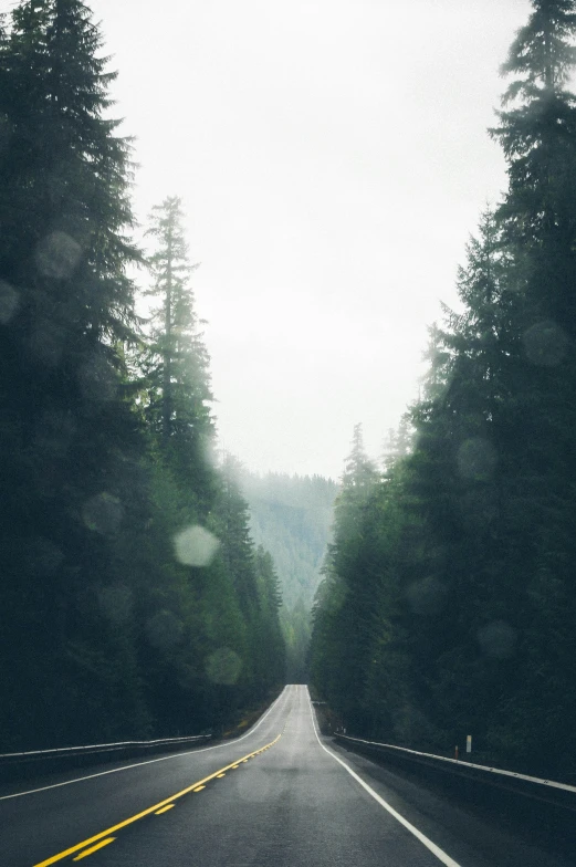 a road lined with lots of tall trees