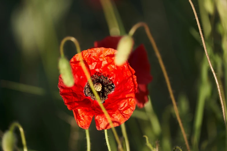 red and yellow flowers in the sunlight