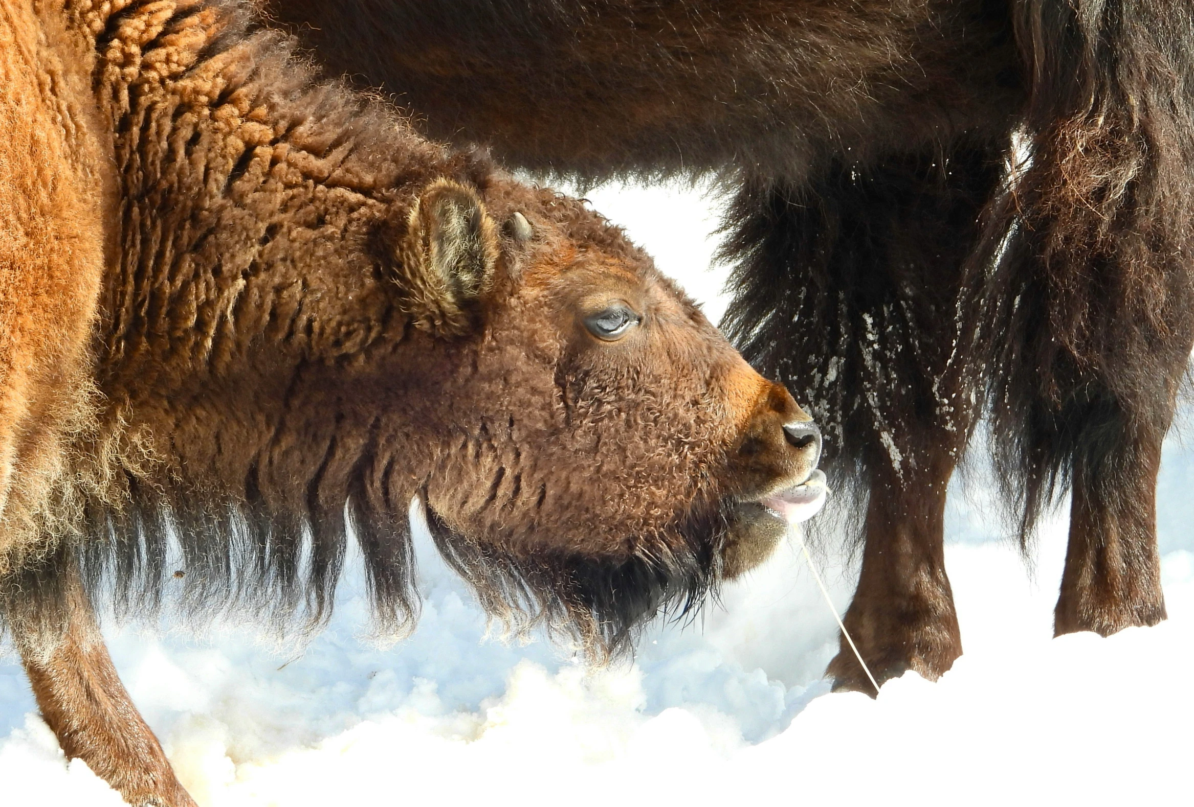 bisons that are standing in the snow