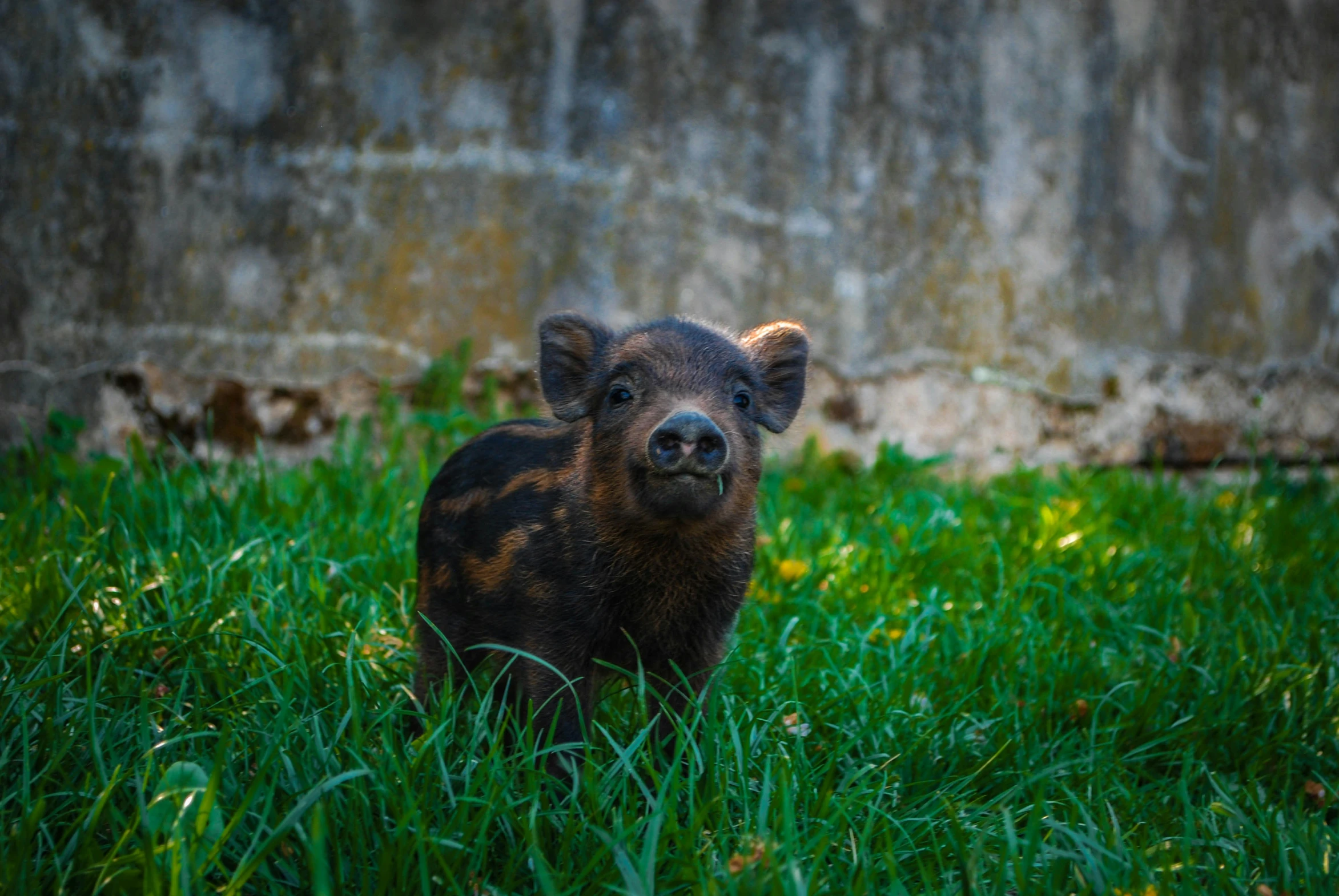 small brown pig sitting on top of green grass