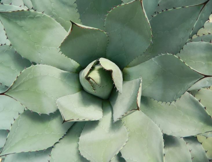 a flower in the middle of its budding