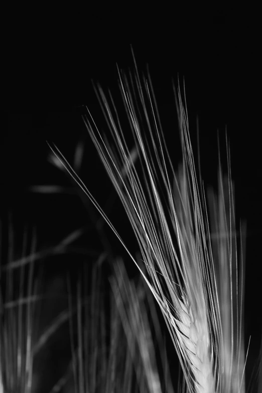 tall stalks of grain in black and white pograph