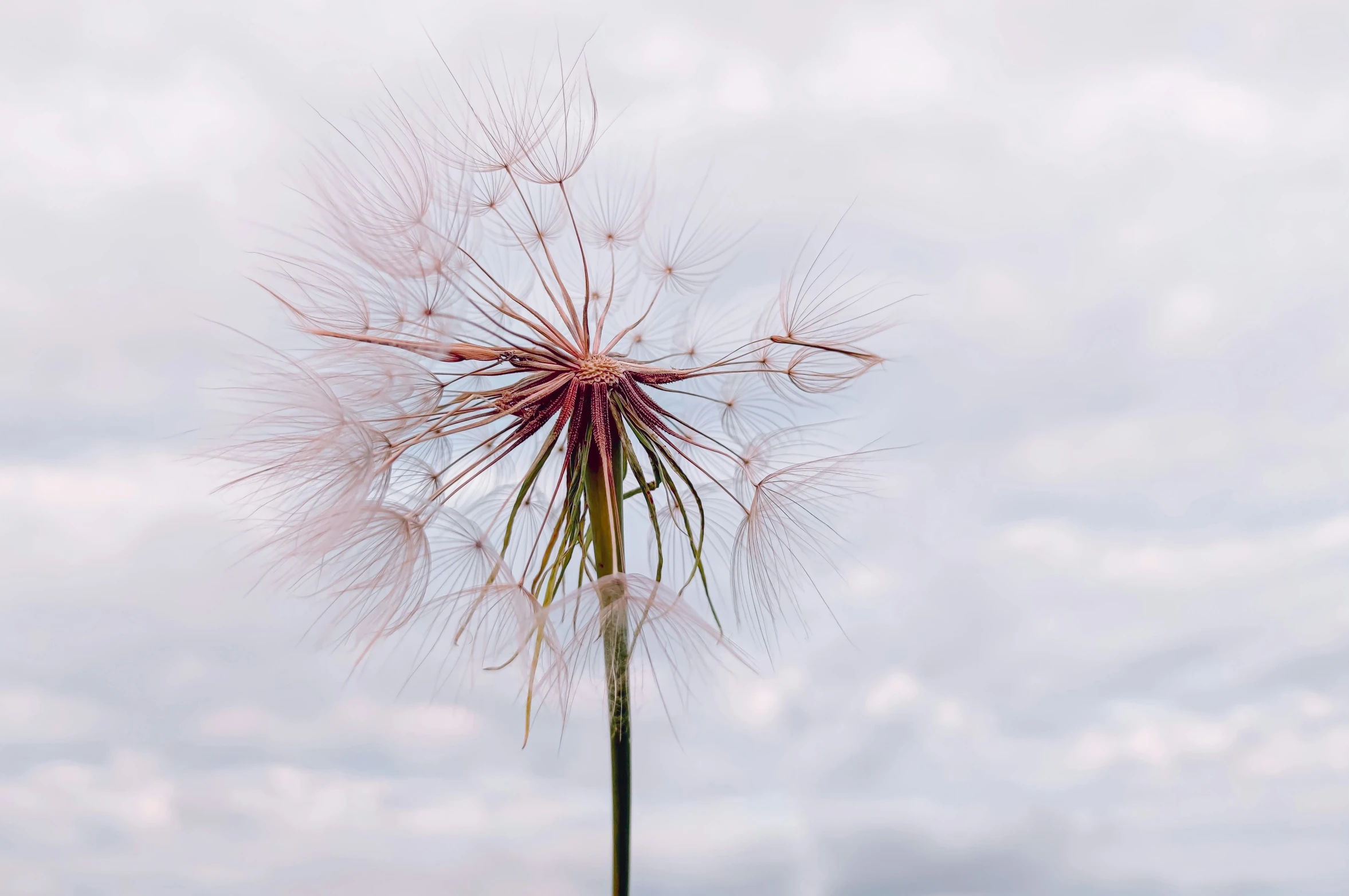 the flower is in the grass near the sky