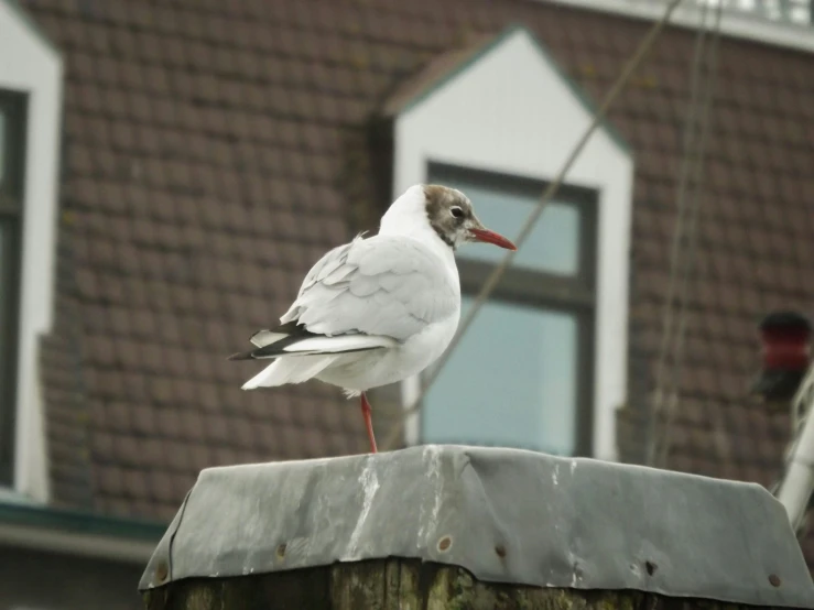 the bird is standing on the roof of the house