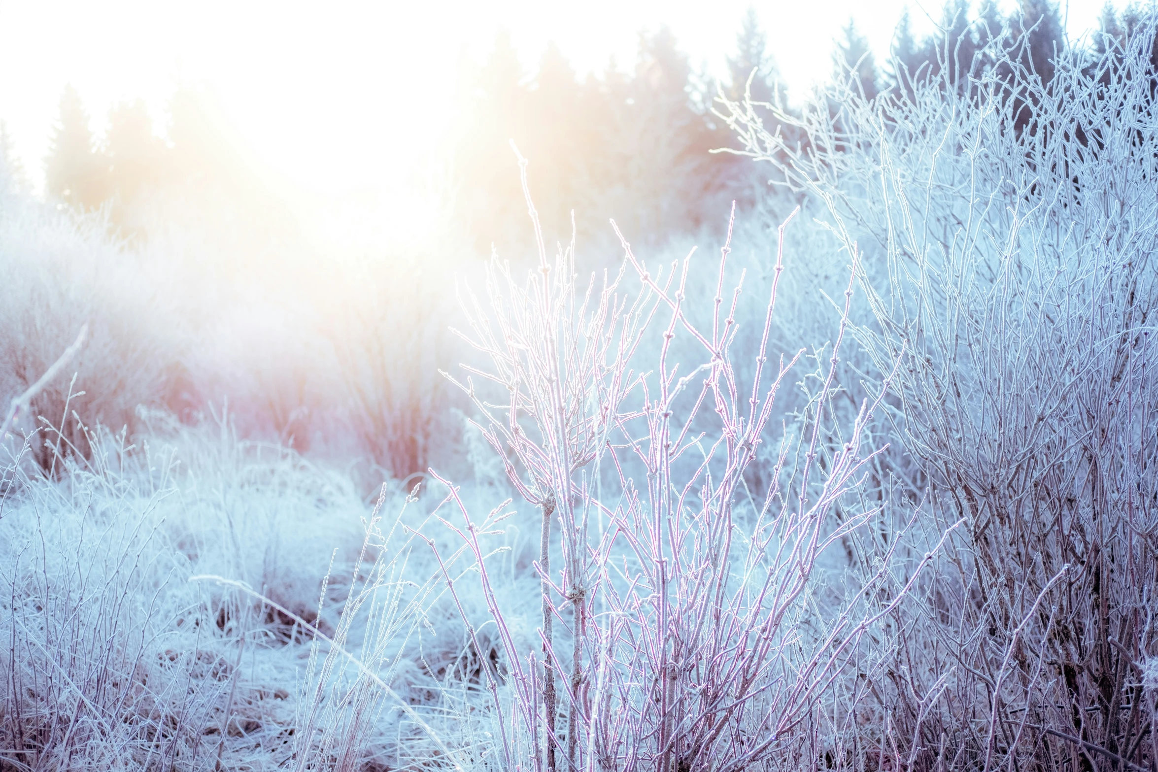 snowy trees and shrubs in the woods