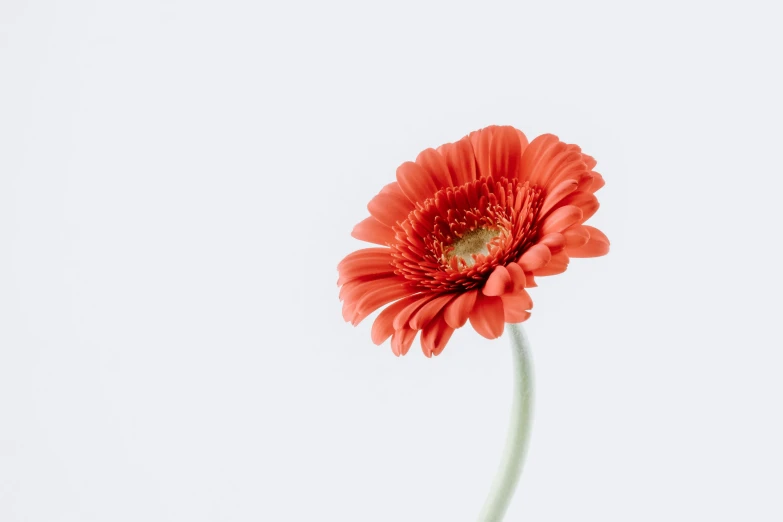 a single red flower is shown in front of the sky